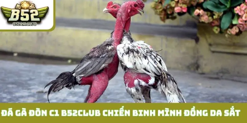 Đá gà đòn C1 B52CLUB - những chiến binh mình đồng da sắt