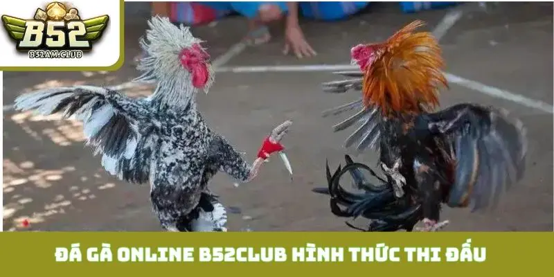 Đá gà online B52CLUB có đầy đủ 3 hình thức thi đấu hấp dẫn