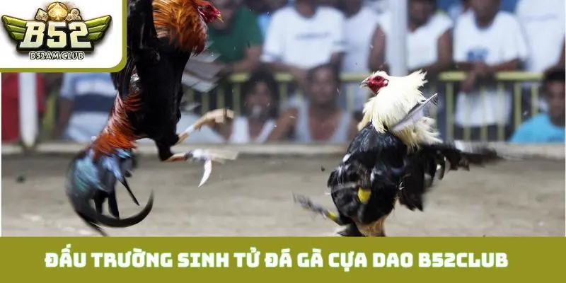 Đấu trường sinh tử trong đá gà cựa dao B52CLUB
