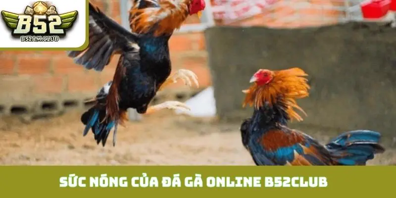 Sức nóng không tưởng của đá gà online B52CLUB